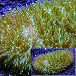 Slipper / Tongue Coral