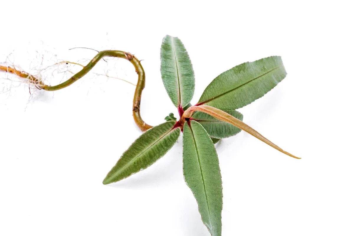 Ardisia Silver - Image 2
