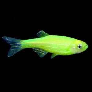 GloFish®, Electric Green® Danio