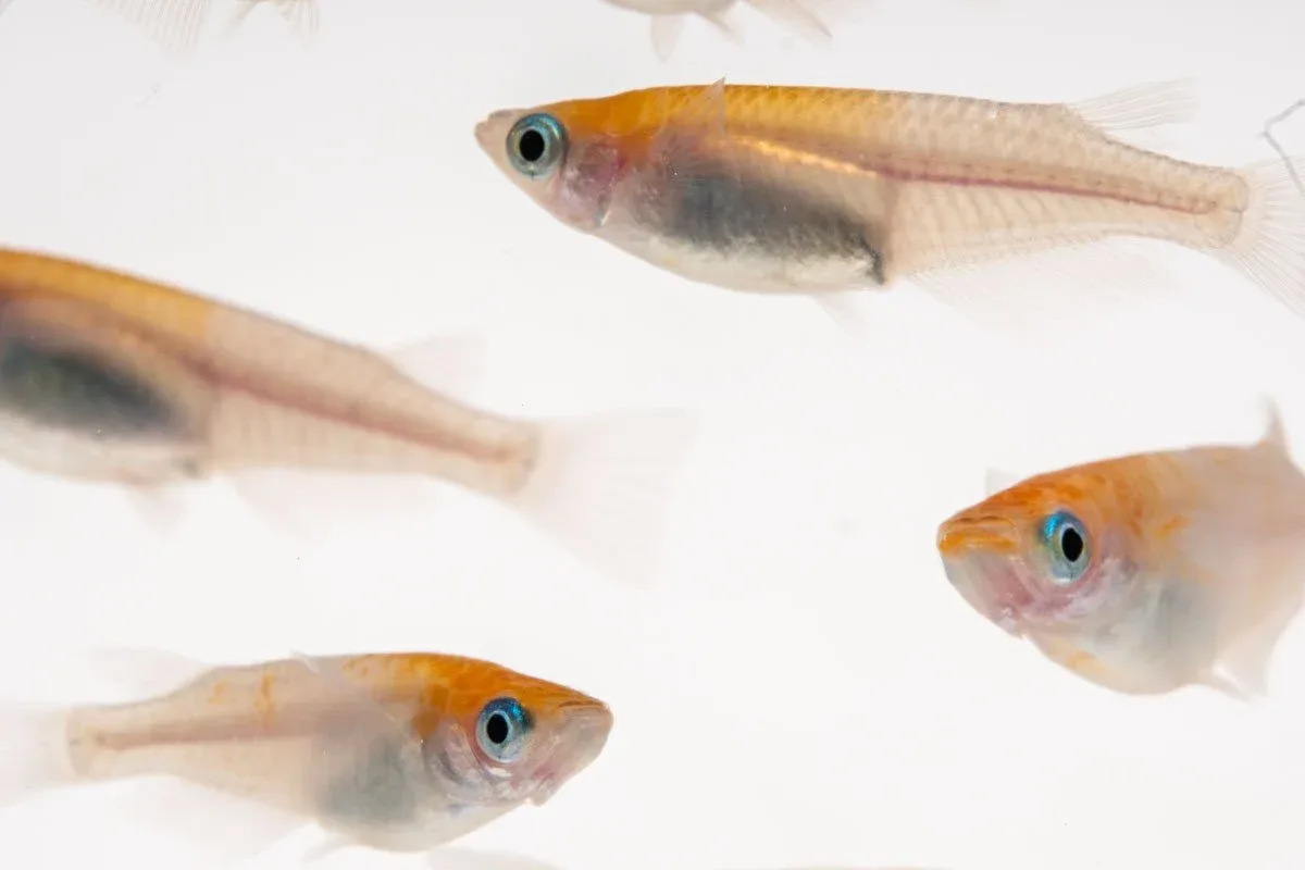 Oryzias Sp Red Cap Medaka Rice Fish - Image 2