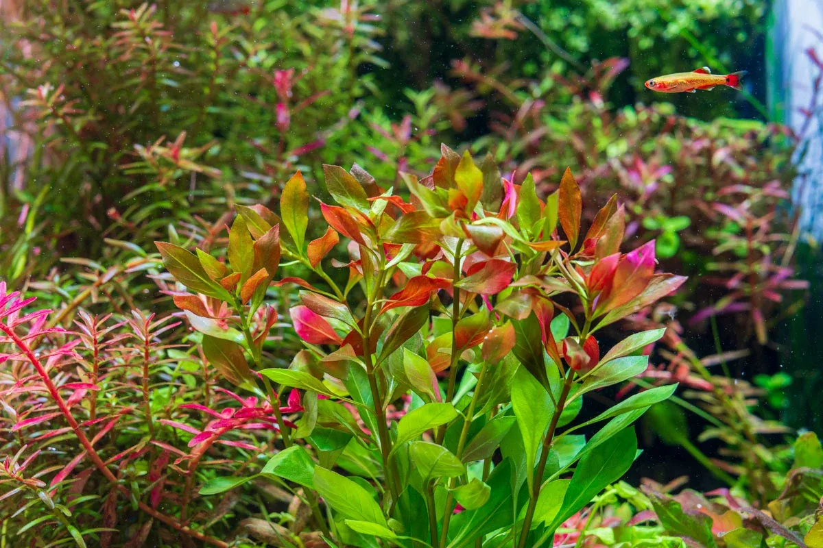 Ludwigia Repens - Image 2