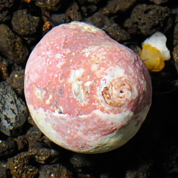 Margarita Snail - Image 2