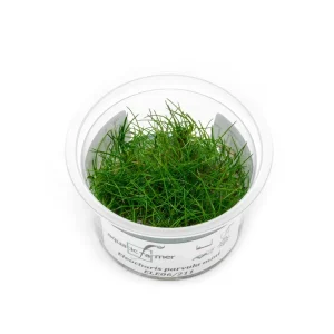 Eleocharis Parvula 'Mini' Aquatic Farmer Tissue Culture