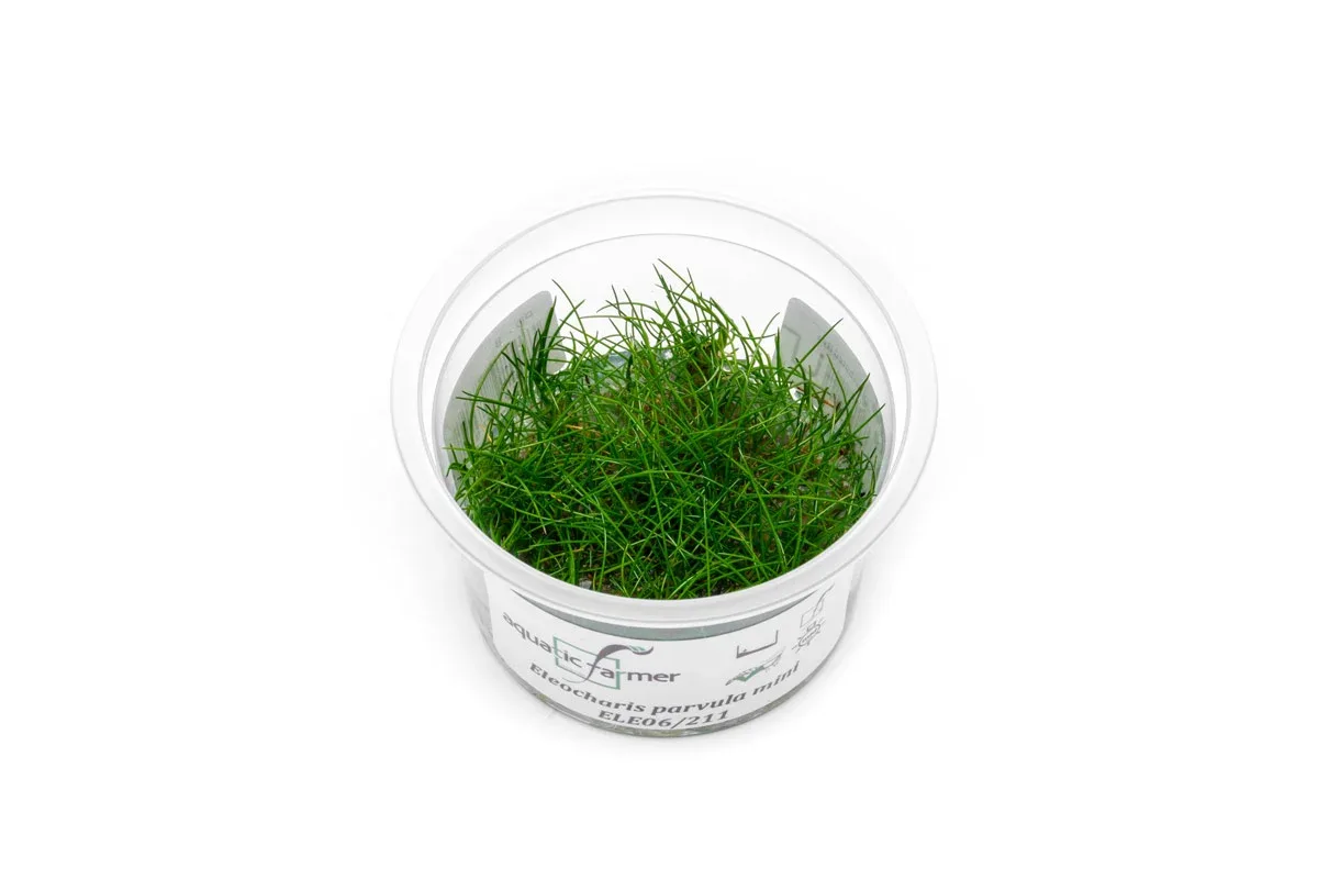 Eleocharis Parvula 'Mini' Aquatic Farmer Tissue Culture