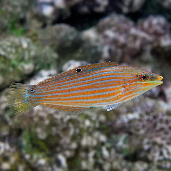 Richmond's Wrasse - Image 2