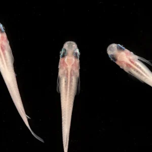 Oryzias Sp Galaxy Medaka Rice Fish