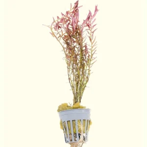 Rotala H’ra