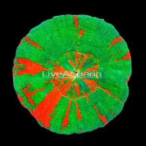 Australian Scolymia Coral, Bleeding Sour Apple