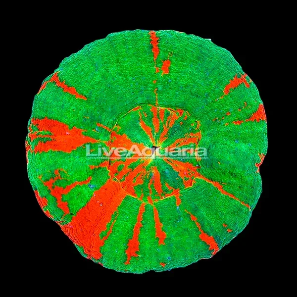 Australian Scolymia Coral, Bleeding Sour Apple