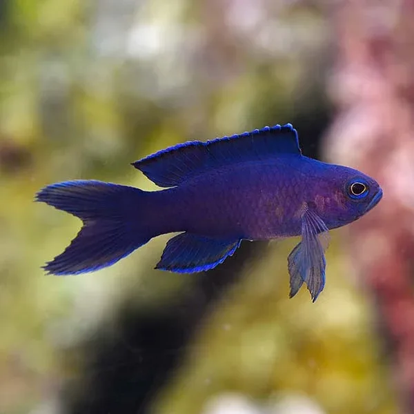 Macneill's Assessor Basslet