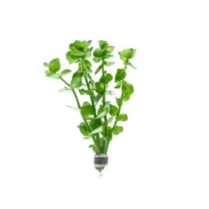 Bacopa Amplexicaulis