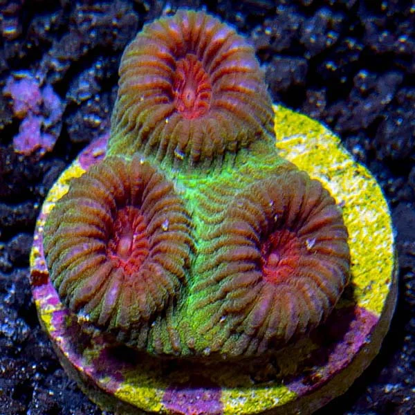 Premium Aquacultured Brain Coral Packs - Image 2