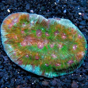 Green Eyed Cup Coral