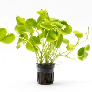 Hydrocotyle Leucocephala Variegated