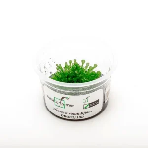 Drosera Rotundifolia Aquatic Farmer Tissue Culture