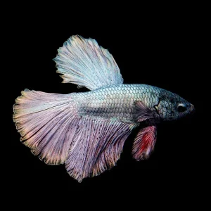 Halfmoon Copper Betta, Male