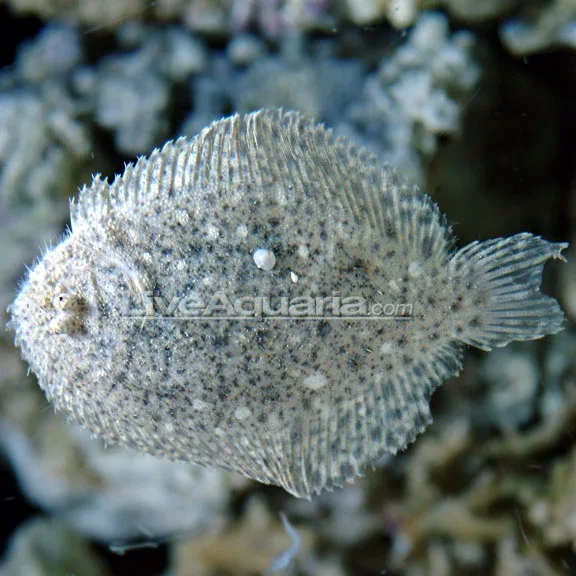 Assorted Flounder