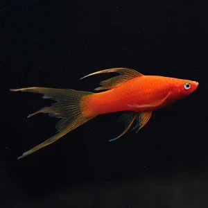 Hi Fin Lyretail Swordtail, Blood Red