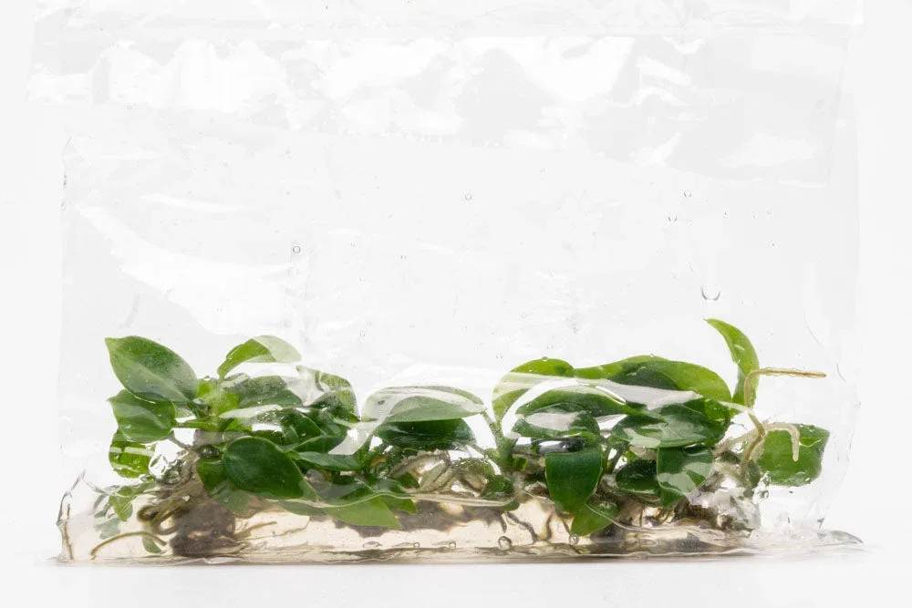 Philodendron Bipennifolium - Image 2