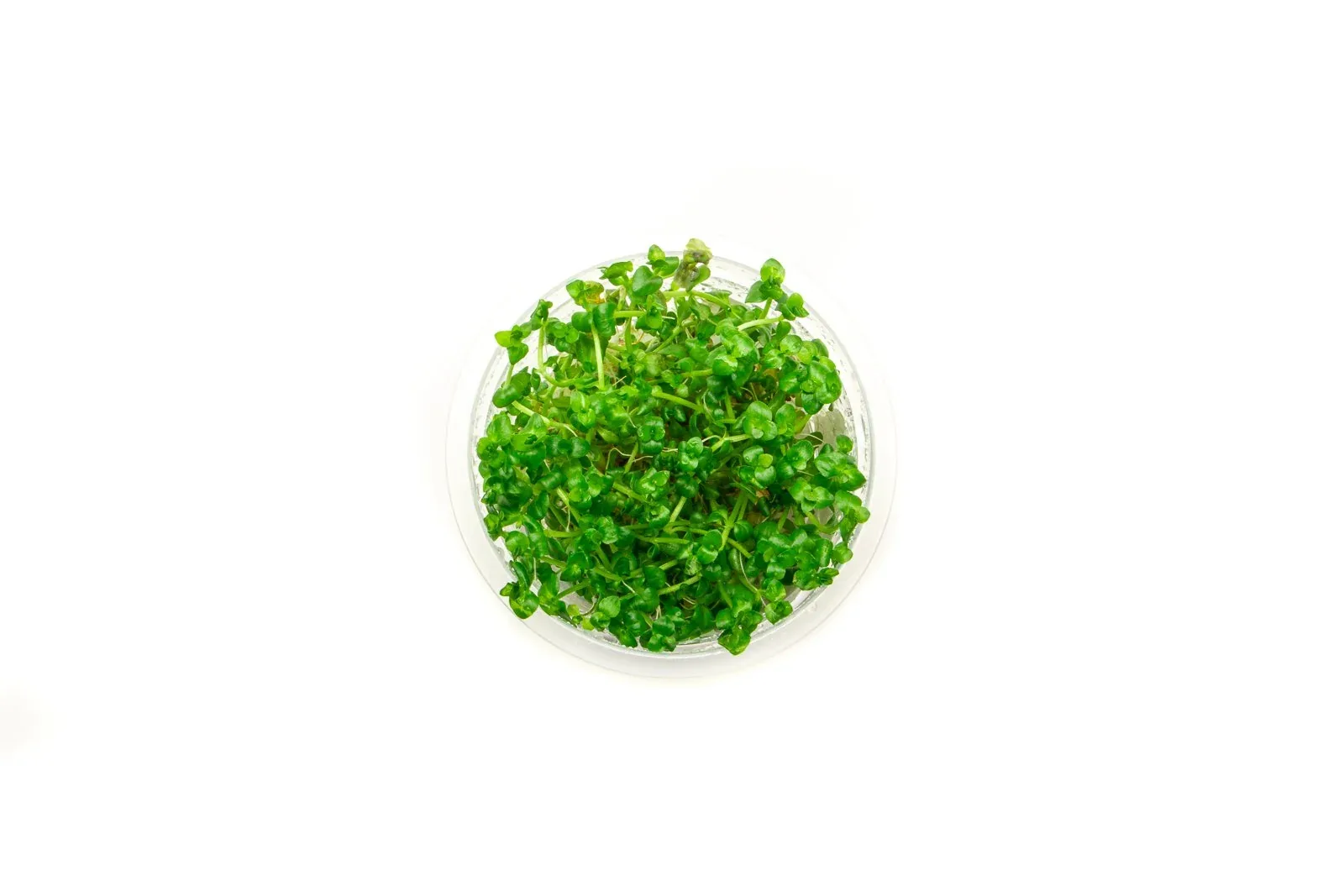 Lindernia Rotundifolia Aquatic Farmer Tissue Culture - Image 2