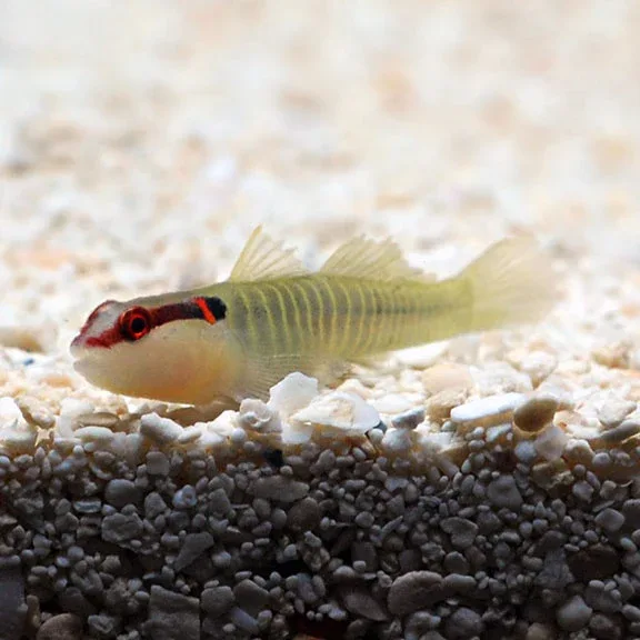 Greenbanded Goby