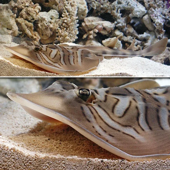 Fiddler Stingray EXPERT ONLY