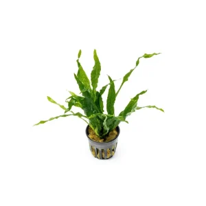 Java Fern Soft