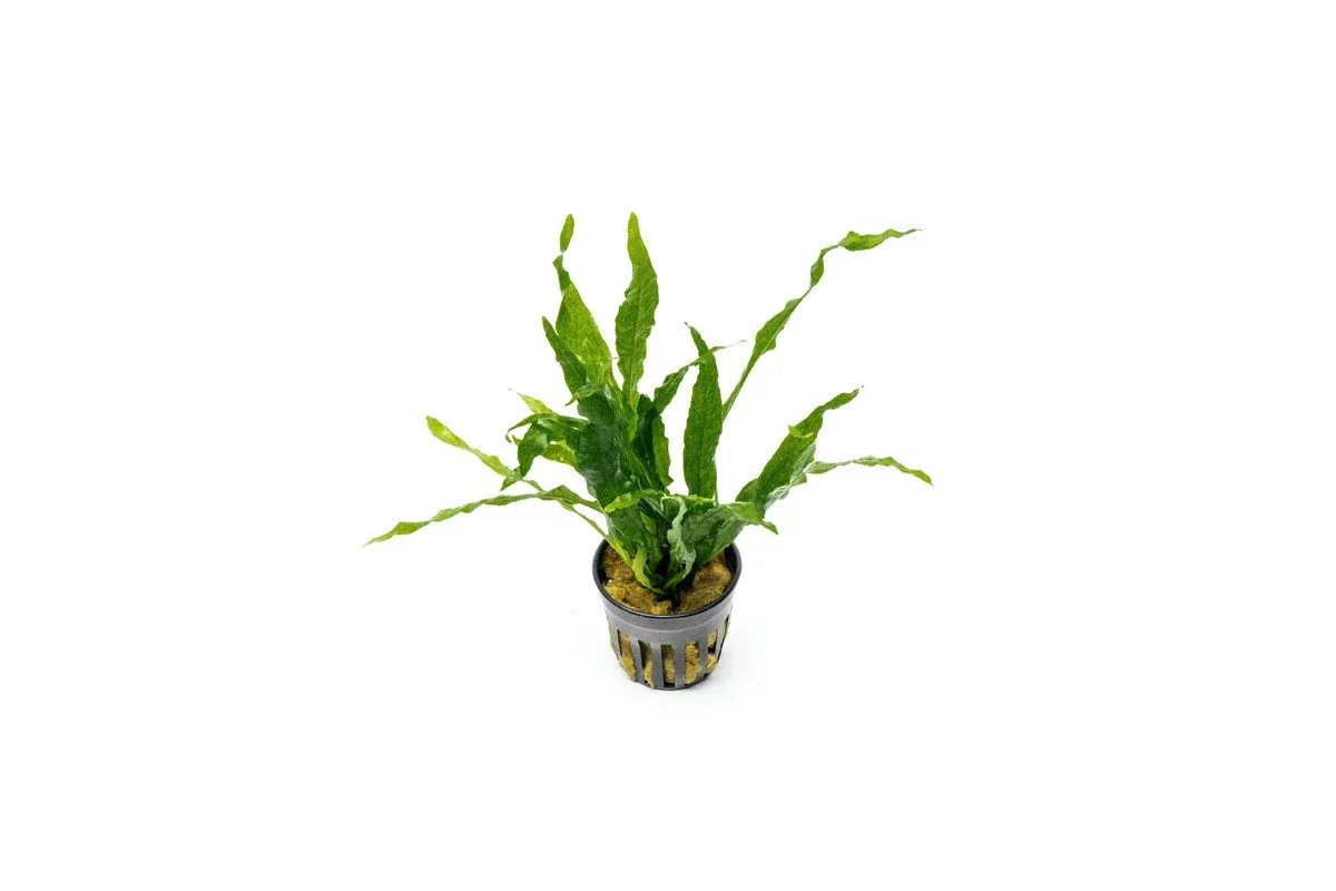 Java Fern Soft