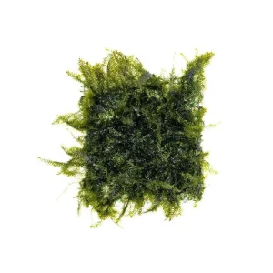 Fissidens Fontanus on Stainless Steel