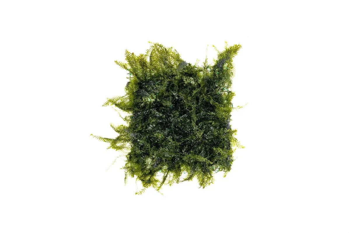 Fissidens Fontanus on Stainless Steel