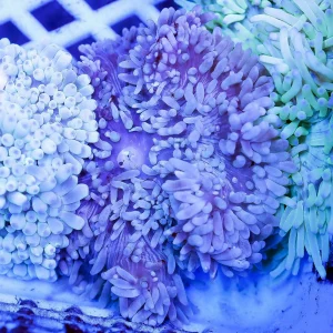Sebae Anemone 4" WYSIWYG