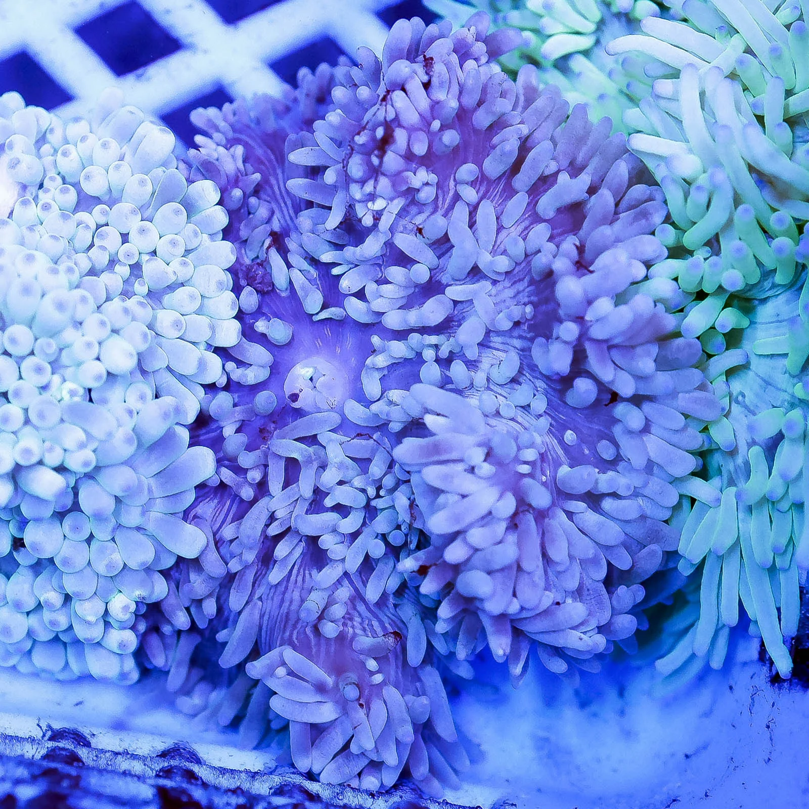 Sebae Anemone 4" WYSIWYG