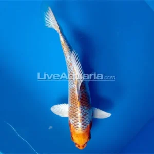 Kujaku High Quality Koi, Japan Strain