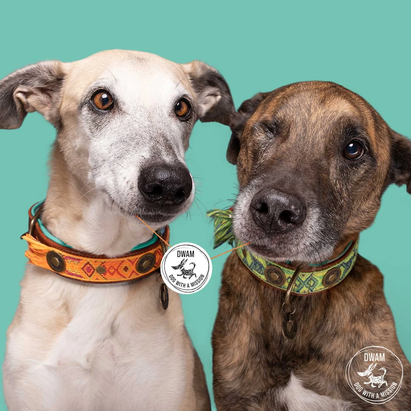 Boho Diego Dog Collar by DWAM - Image 2
