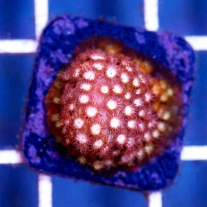 USA Aquacultured Cyphastrea Coral 1" WYSIWYG