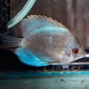 Blue Diamond Discus 3" WYSIWYG