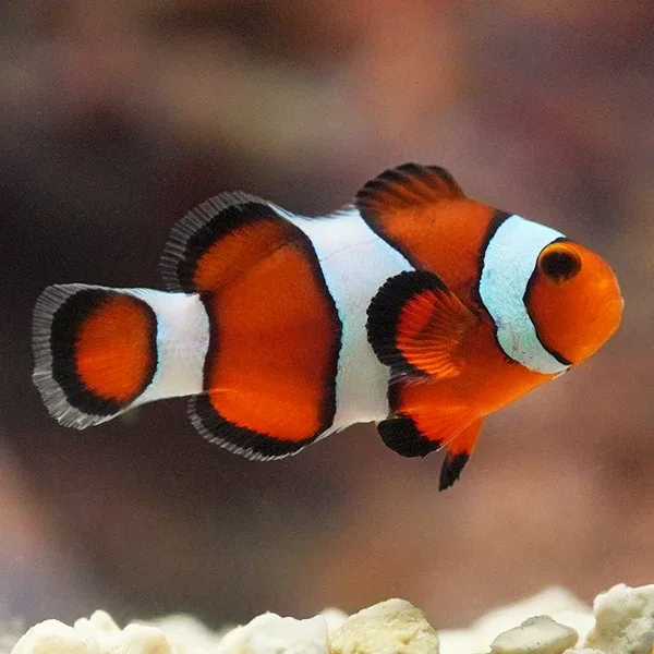 Captive-Bred Mocha Ocellaris Clownfish - Image 2