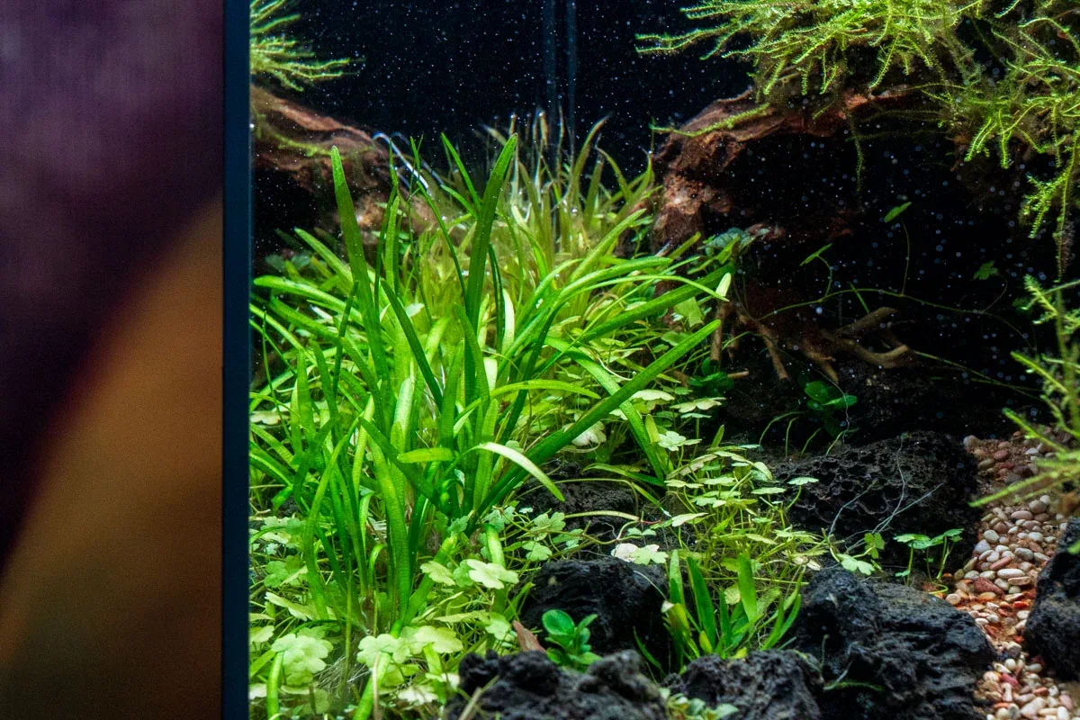Sagittaria Pusillus - Image 2