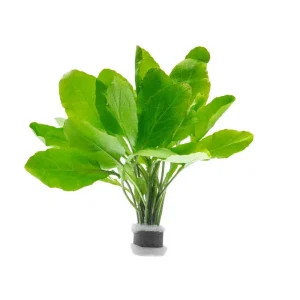 Rorippa Aquatica