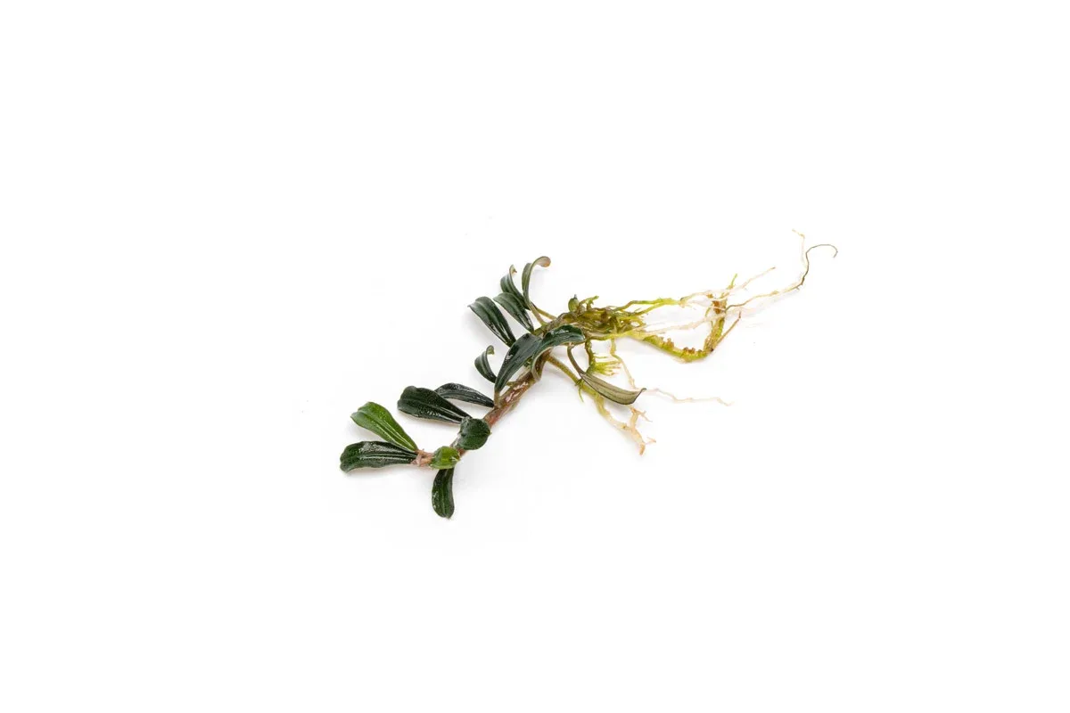 Bucephalandra Grappa Red (Mini) - Image 2