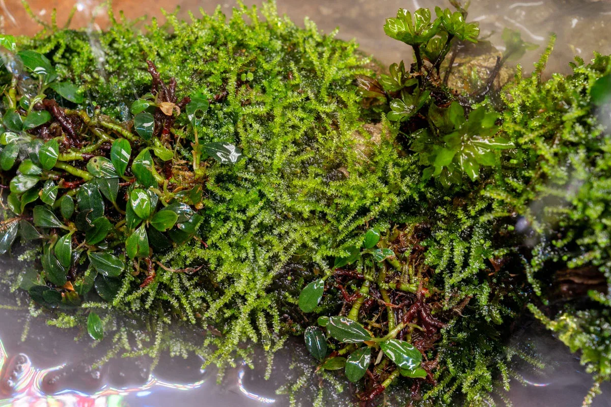 Christmas Moss - Image 2