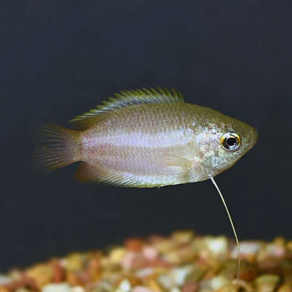 Honey Dwarf Gourami