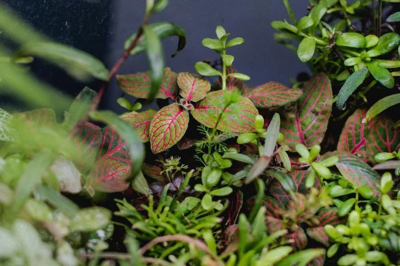 Fittonia Albivenis Skeleton - Image 2
