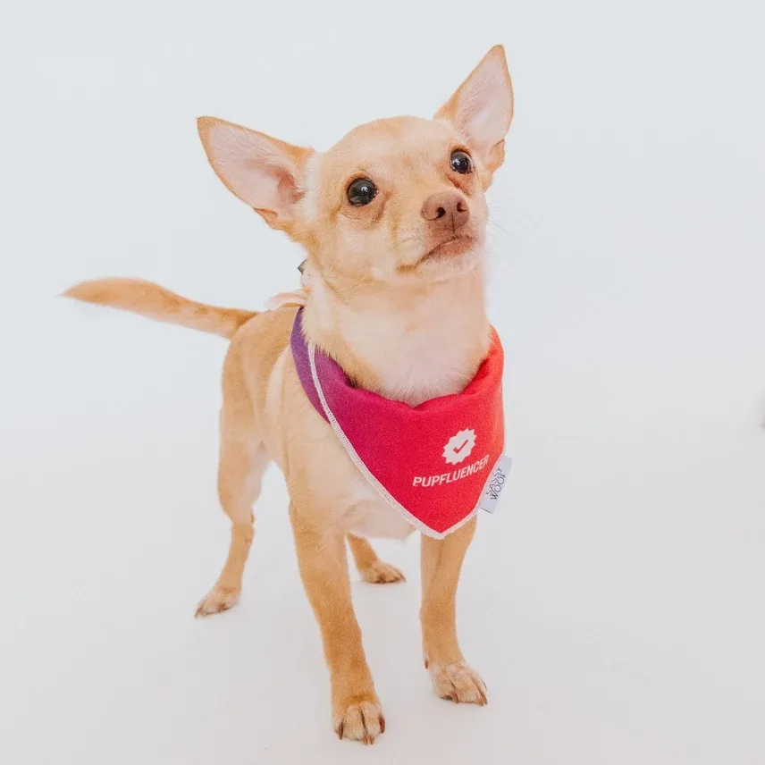 Pupfluencer Bandana - Image 2