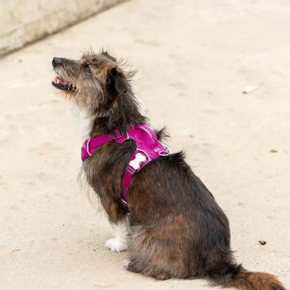 Red Dingo Sport Harness for Dogs (Fuchsia) - Image 2