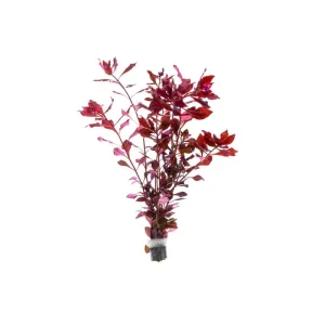 Ludwigia Natans Super Red