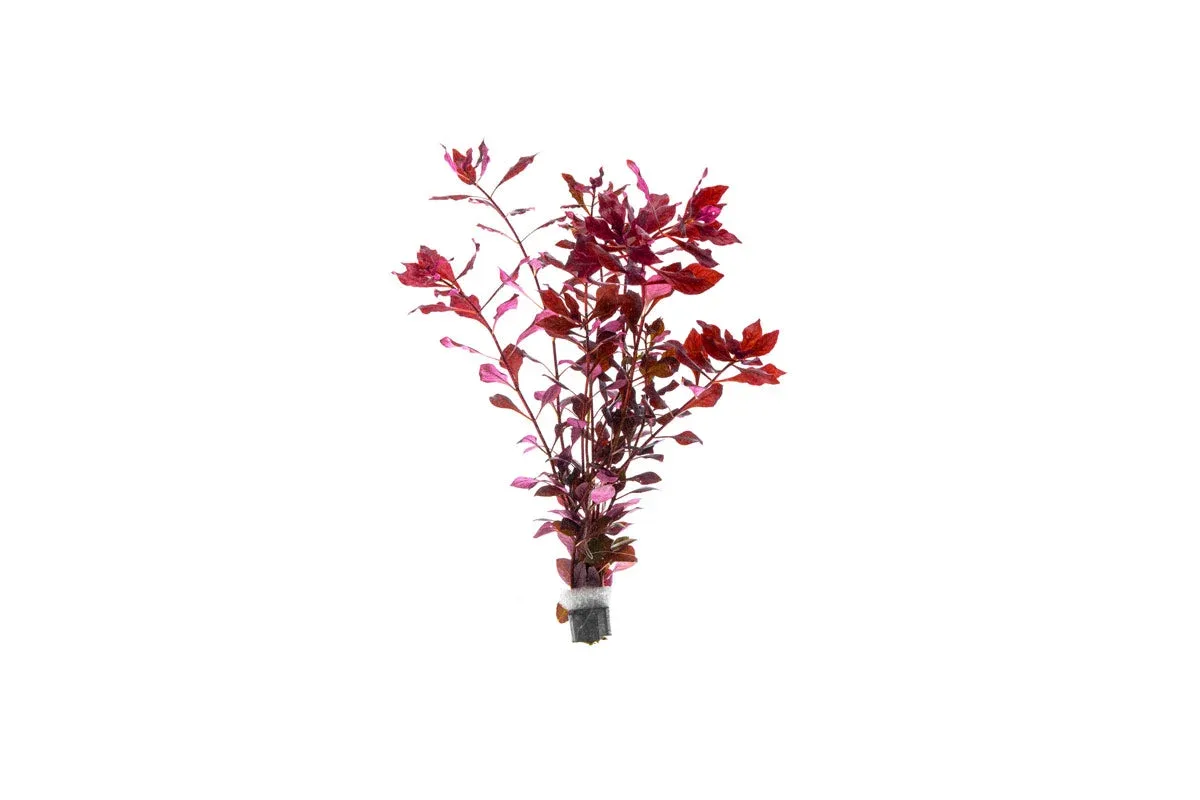 Ludwigia Natans Super Red
