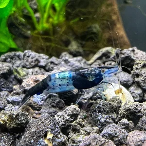 Black Rili Shrimp