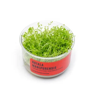 Rotala Manipurensis Tissue Culture