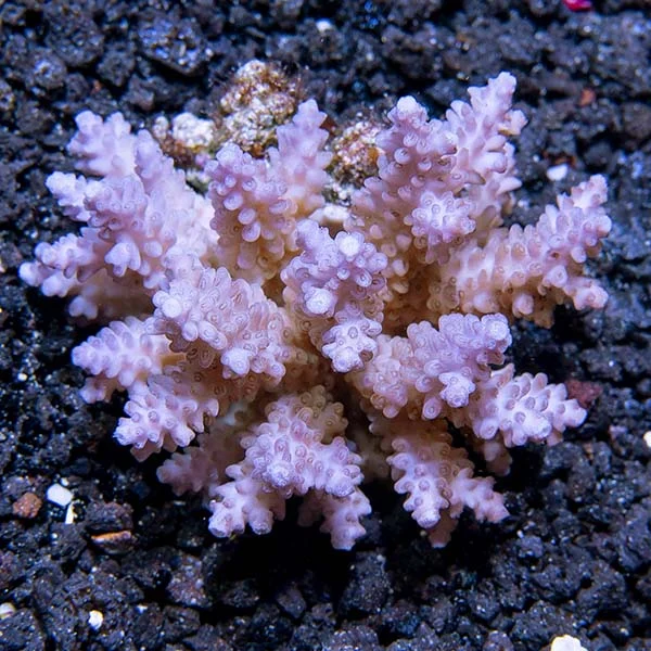 Assorted Acropora Coral - Image 2